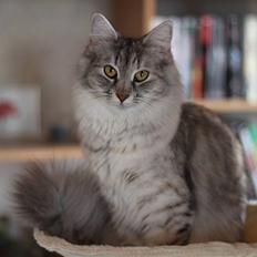 Norsk Skovkat DK Mazjan's Kiara solgt