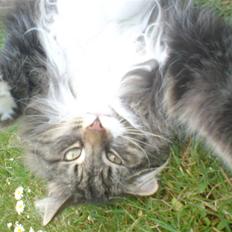 Norsk Skovkat Svikmøllen's Vamsede Katz