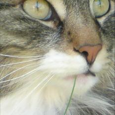 Norsk Skovkat Svikmøllen's Vamsede Katz