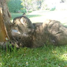 Norsk Skovkat Svikmøllen's Vamsede Katz