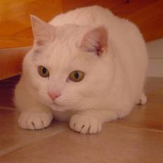 Tyrkisk Angora Lærke