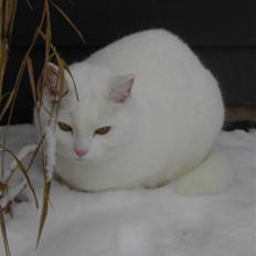 Tyrkisk Angora Lærke