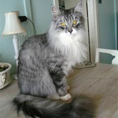 Maine Coon elliott