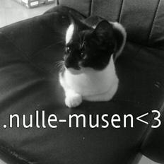 Huskat Nulle