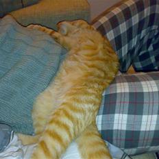Blanding af racer Garfield
