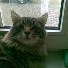 Norsk Skovkat Congo R.I.P