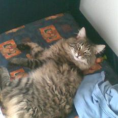 Norsk Skovkat Congo R.I.P