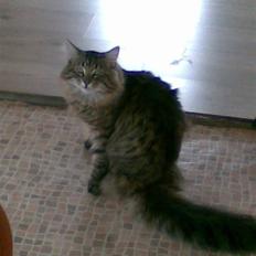 Norsk Skovkat Congo R.I.P