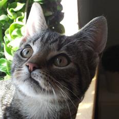 Huskat Dybdal's Zulu-Mio