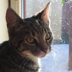 Huskat Dybdal's Zulu-Mio