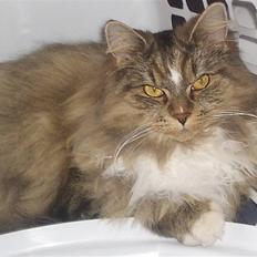 Blanding af racer Isis