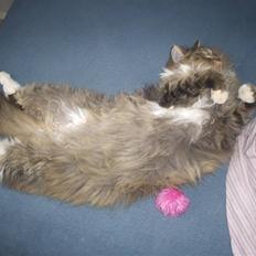 Blanding af racer Isis