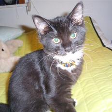 Blanding af racer freddy