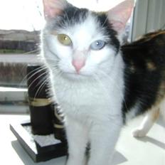 Blanding af racer Marly