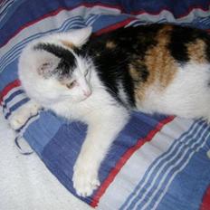 Blanding af racer Marly