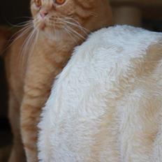 British Shorthair Wiki's Odin (Eddie)
