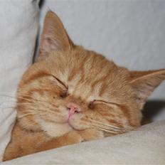 British Shorthair Wiki's Odin (Eddie)