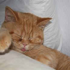 British Shorthair Wiki's Odin (Eddie)