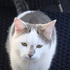 Blanding af racer » Lucky - Rip, 19.07.2011