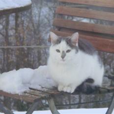 Blanding af racer » Lucky - Rip, 19.07.2011