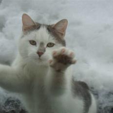 Blanding af racer » Lucky - Rip, 19.07.2011