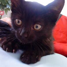 Blanding af racer » Milly - Solgt, Rip.