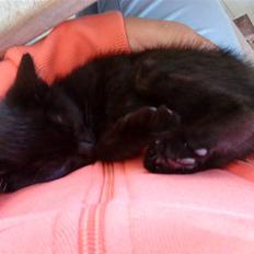 Blanding af racer » Milly - Solgt, Rip.