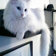 Norsk Skovkat DK White Socks Hector