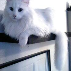 Norsk Skovkat DK White Socks Hector