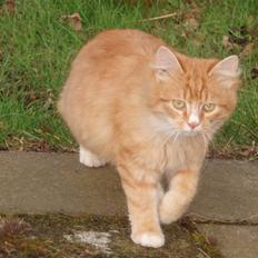 Blanding af racer Garfield. Solgt