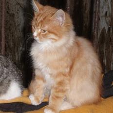 Blanding af racer Garfield. Solgt