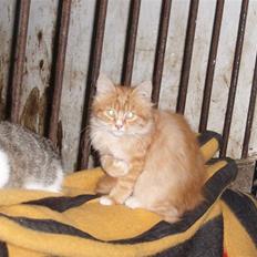 Blanding af racer Garfield. Solgt