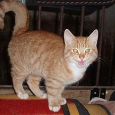 Huskat Tarzan. Solgt