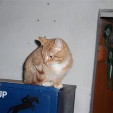 Huskat Tarzan. Solgt