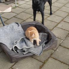 Huskat Tarzan. Solgt