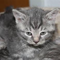 Blanding af racer Rumle