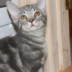 Blanding af racer Rumle