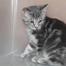 Blanding af racer Rumle