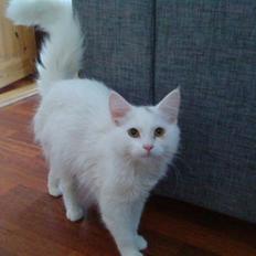 Blanding af racer Scare