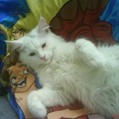 Blanding af racer Scare