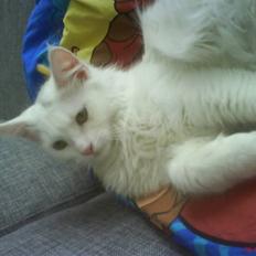 Blanding af racer Scare