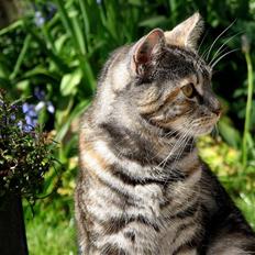 Blanding af racer Isabella