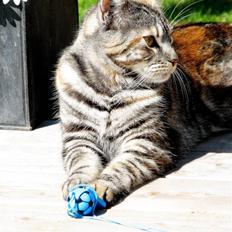 Blanding af racer Isabella