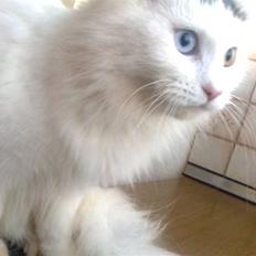 Maine Coon Akia