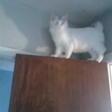 Maine Coon Akia