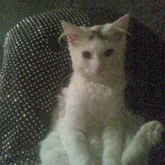 Maine Coon Akia