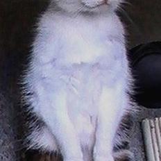 Huskat Hitler <3