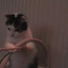 Huskat Hitler <3