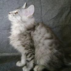 Maine Coon Silke
