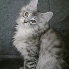 Maine Coon Silke